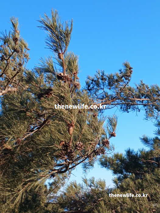 솔잎 효능 부작용 송진 성분