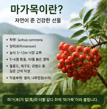 마가목-효능-성질-진액-부작용-효과