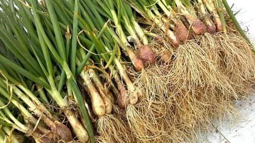 쪽파재배-김장쪽파-수확방법