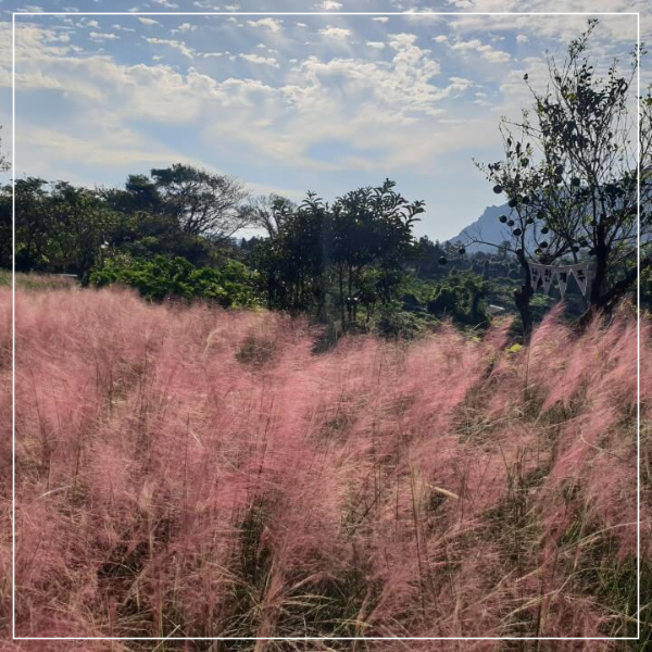 제주도 마노르블랑 핑크뮬리축제 인생사진 찍어봅시다.