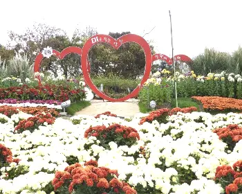 함평 국화축제_3