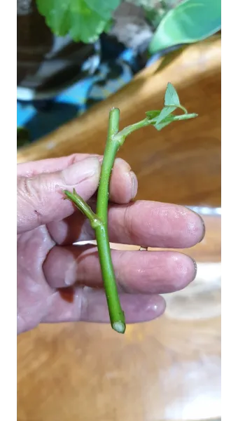 장미 삽목하는 방법 집에서 쉽게 번식하는 팁_8