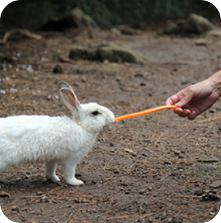 휴애리 동물먹이 주기 체험 토끼 이미지 출처: 휴애리 홈페이지