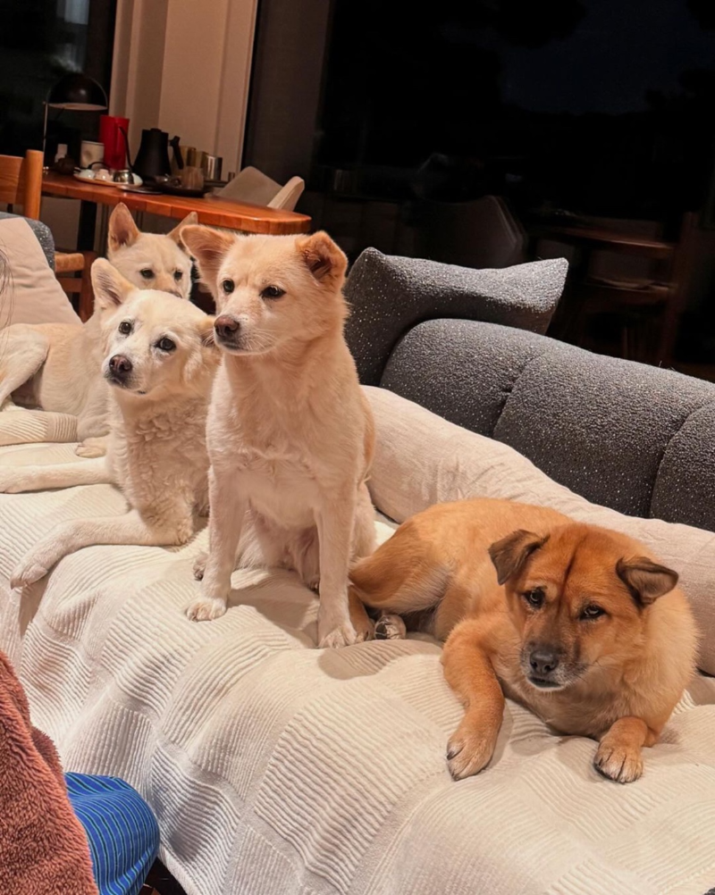 이효리 이상순 부부 반려견