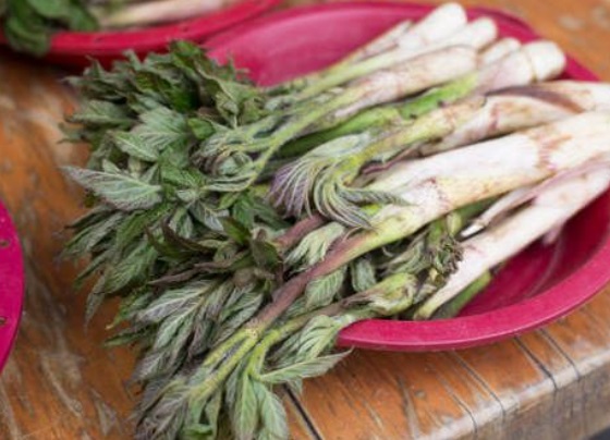 6시내고향-두릅-충북-청주