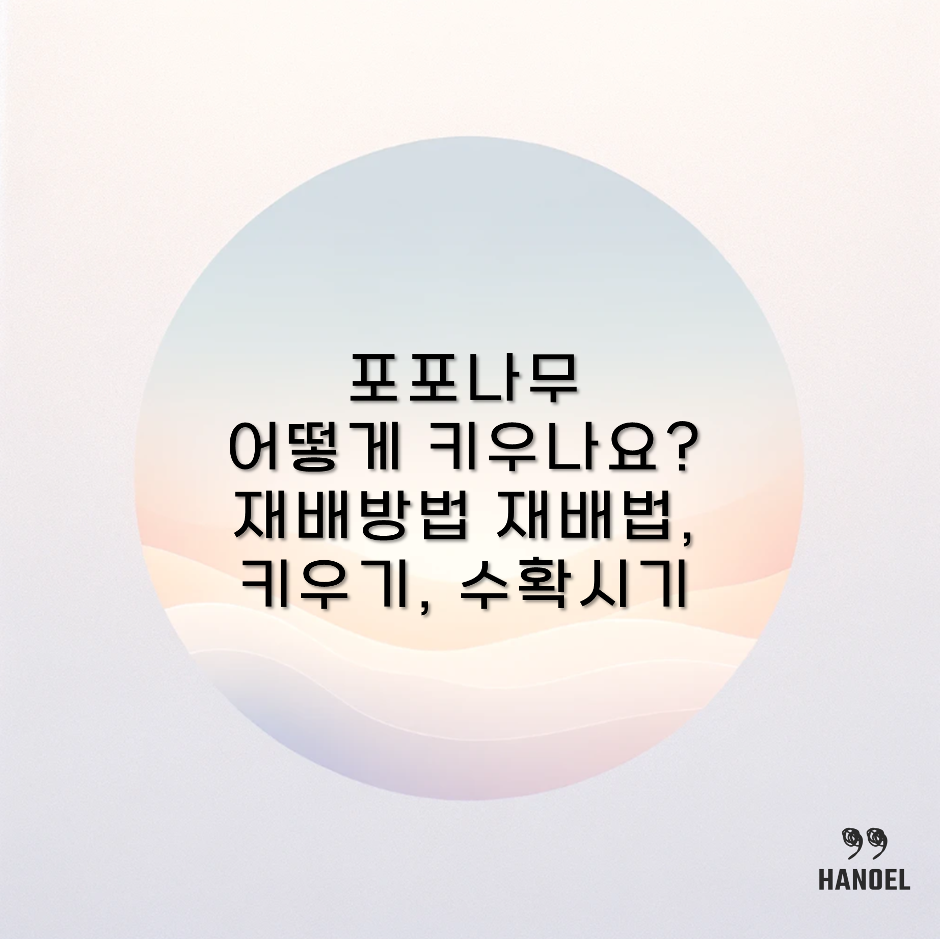포포나무 어떻게 키우나요? 재배방법 재배법, 키우기, 수확시기