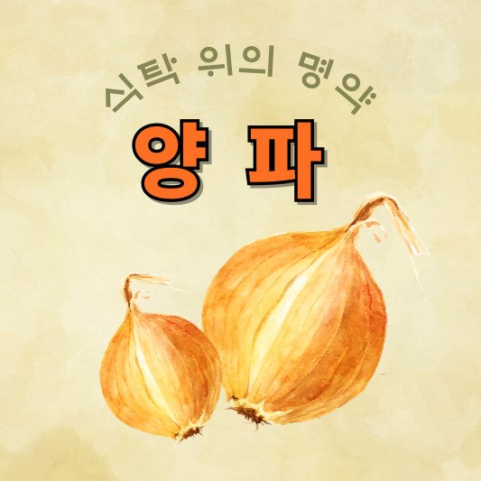 양파 - 효능, 부작용, 파종시기, 수확시기, 재배 방법, 적양파와 백양파의 차이
