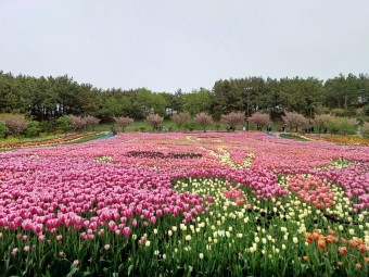 태안 안면도 튤립축제