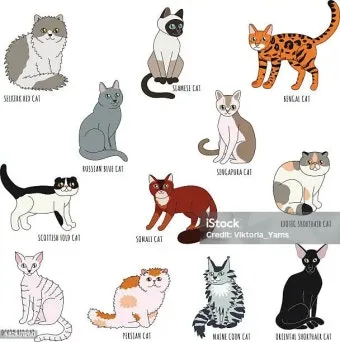 고양이 수명 평균 품종별 집고양이_6