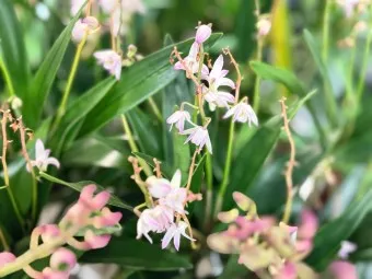 긴기아난 기르는법 꽃피우기 분갈이 물주기 꿀팁_4