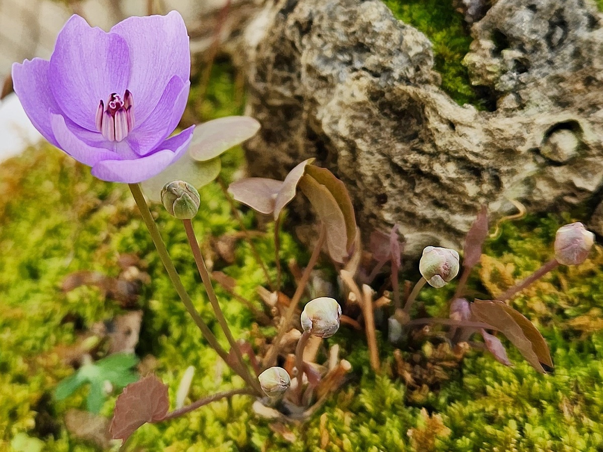 깽깽이풀