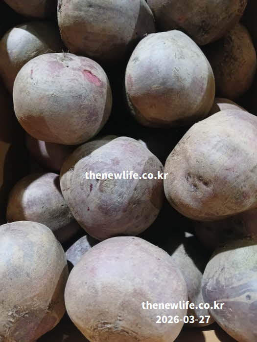 비트 효능 간 기능 개선 베타인