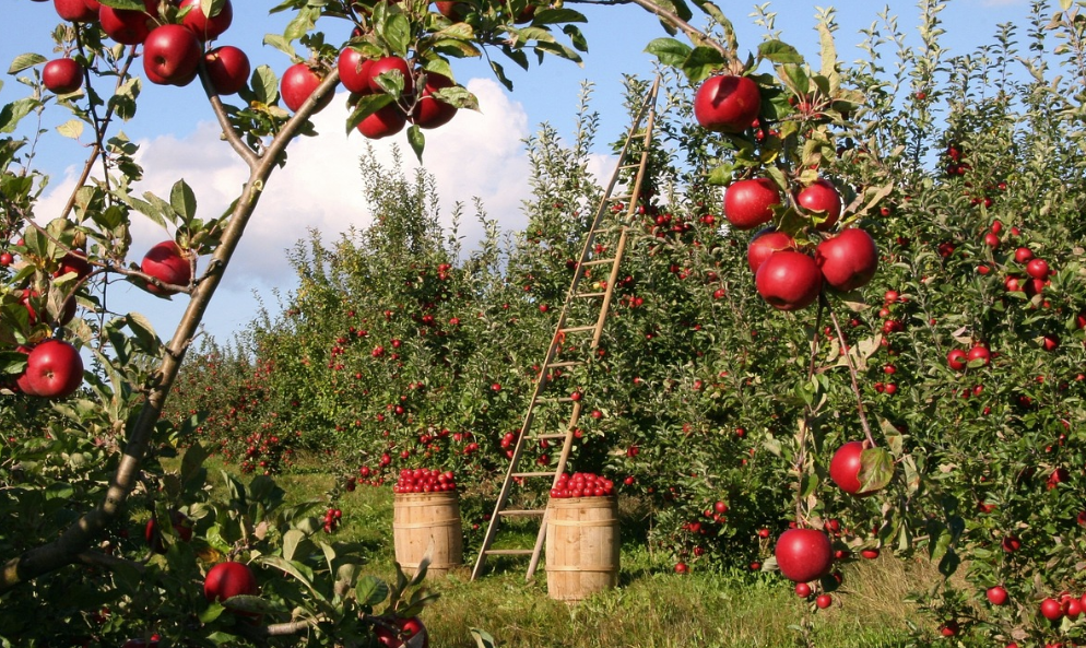 사과청 만드는 방법과 효능