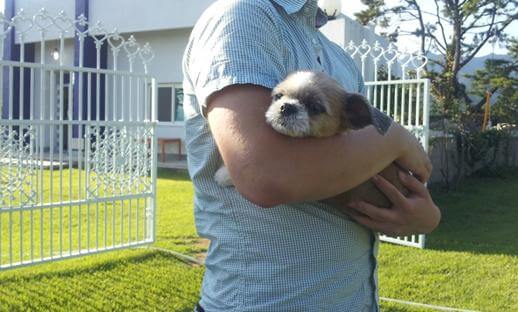 유기견 입양 시 체크리스트와 시행착오 경험담