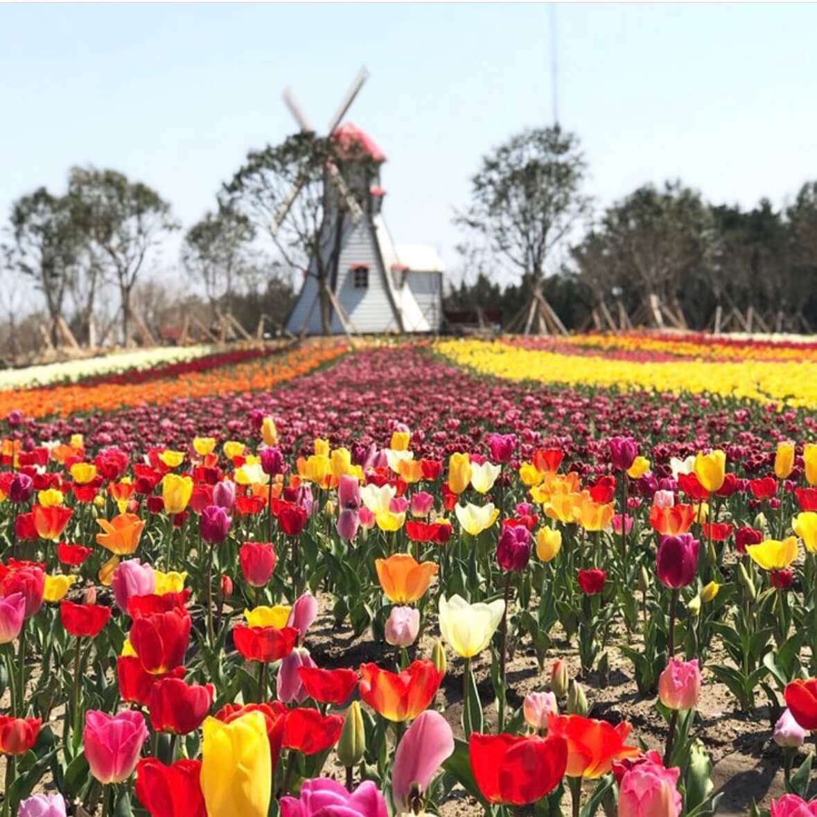 임자도 튤립축제기간