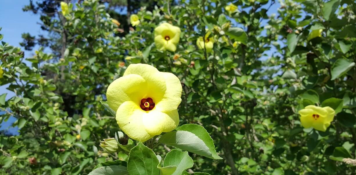 2026 전남 구례 산수유축제 봄꽃 향연 모두 즐겨보세요