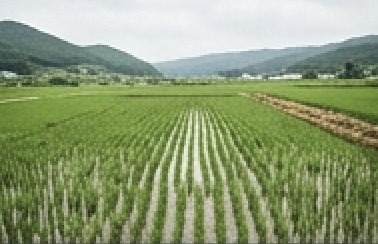 농사 직불금 대상자