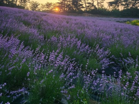 폭삭속았수다 촬영지 유채꽃밭 고성 학원농장 방문 관련 사진