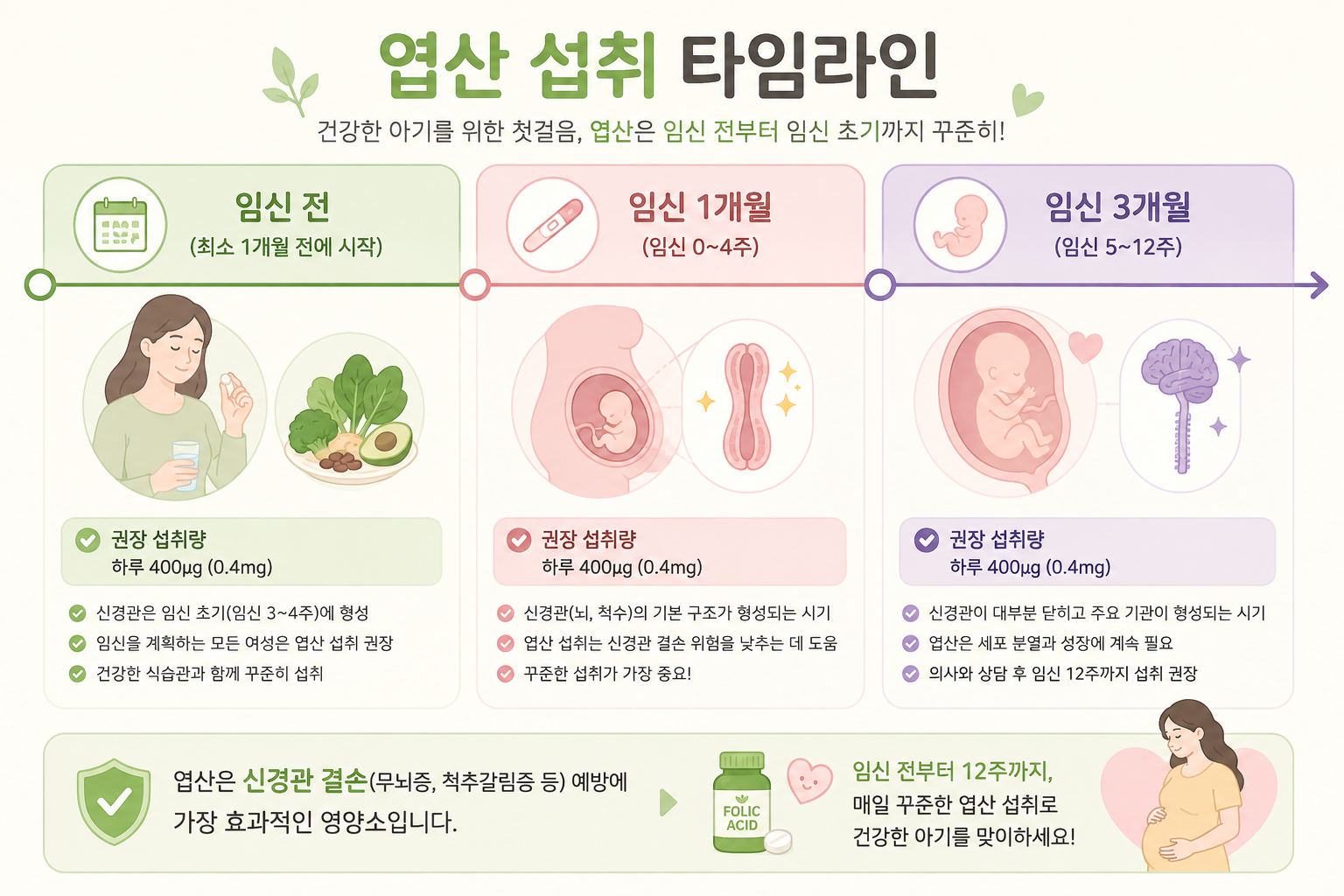임신부의 엽산 섭취 타임라인 인포그래픽