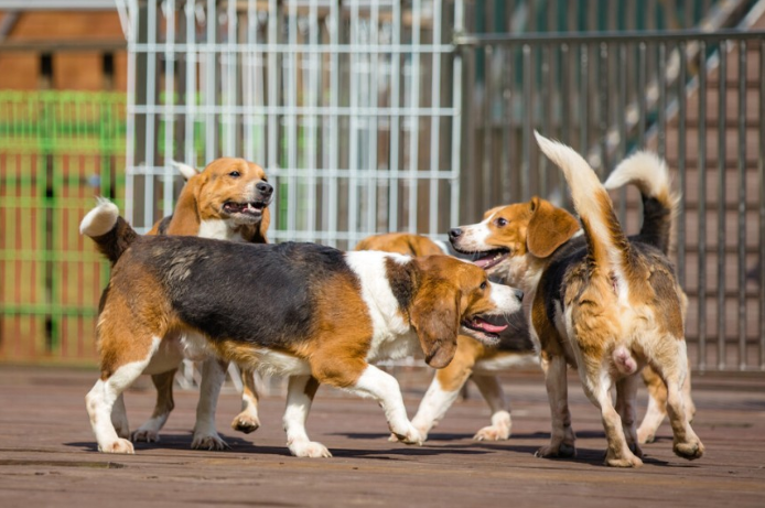 고통을 감수하는 실험동물들