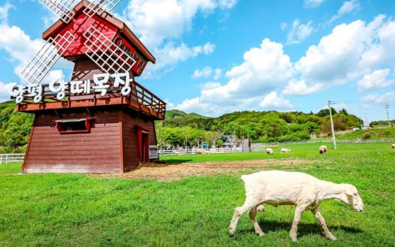 양평 양떼목장