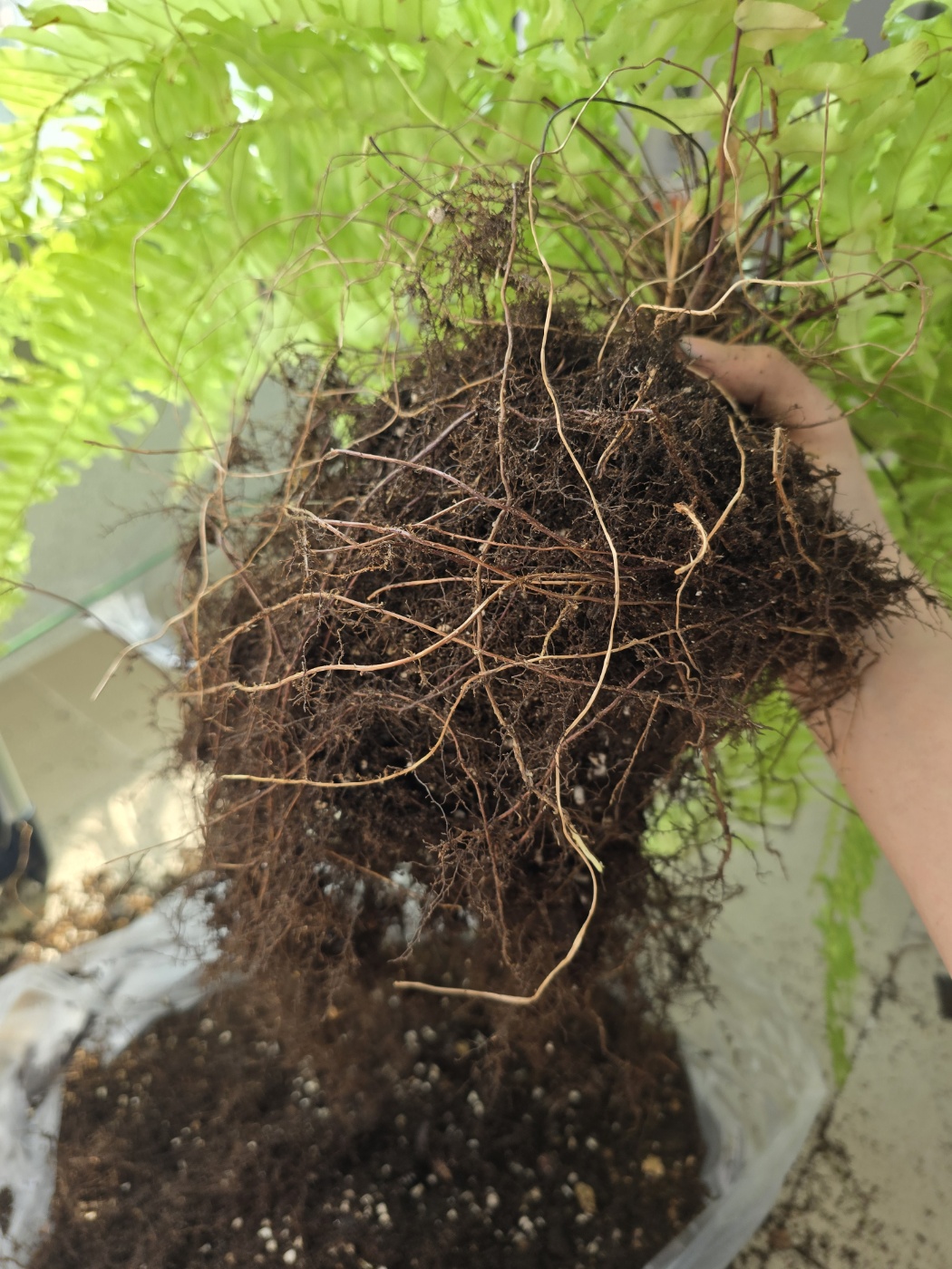 흙을 털어내는중인 무늬보스턴고사리의 뿌리