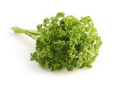 파슬리 사진