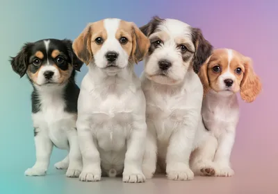 소형견과 대형견의 차이점