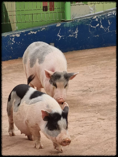 안성팜랜드 핑크뮬리,코스모스 가을 사진여행 추천합니다.