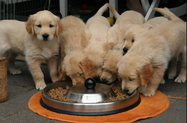 아기 리트리버 강아지 4마리들이 사료를 열심히 먹고 있는 반면, 다른 한 아기 리트리버 강아지는 사료를 안 먹고 앞을 보고 있는 장면의 사진