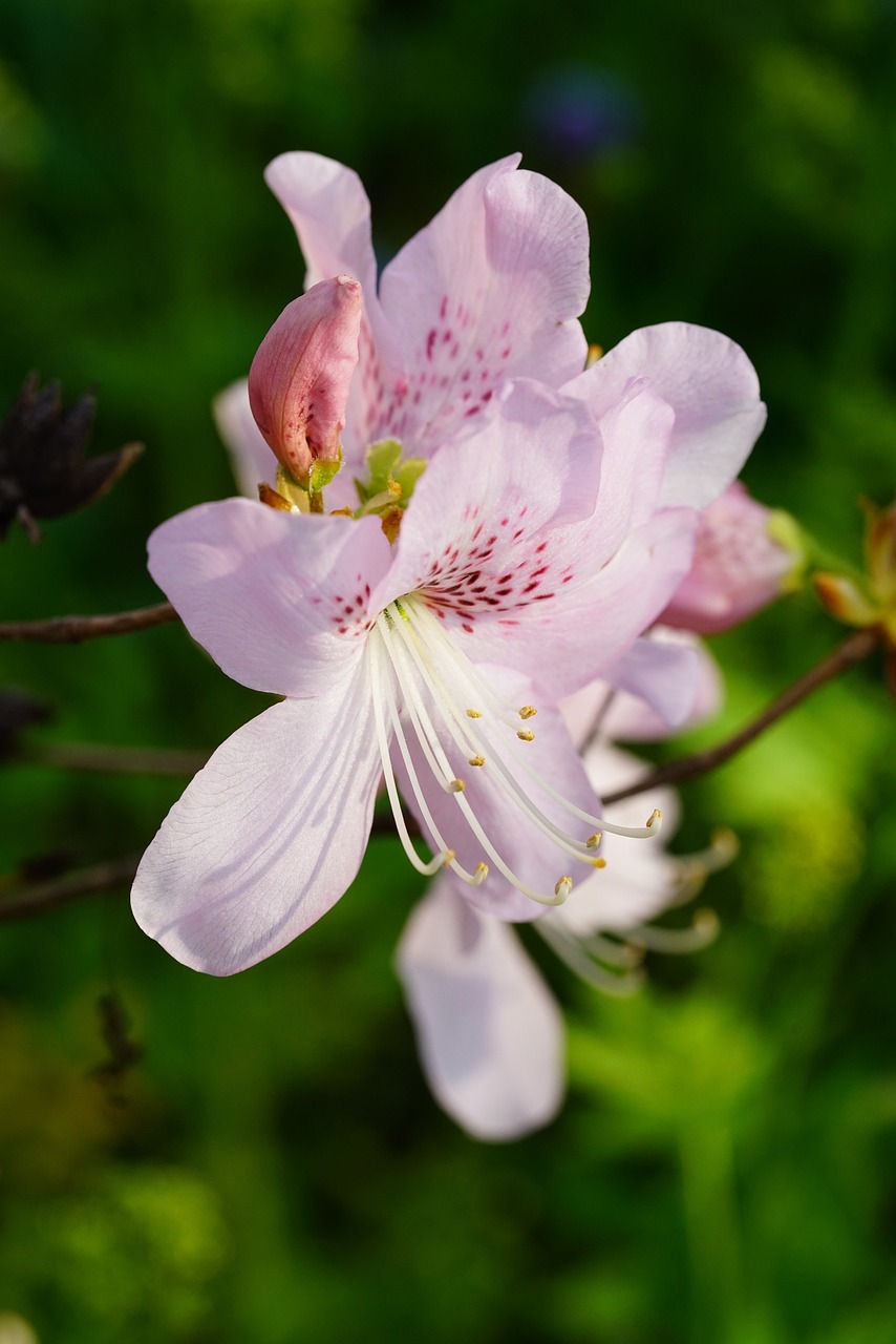 출처-픽사베이 군포 철쭉동산 개화 정보 관람 가이드 철쭉축제와 인생샷 명소 총정리