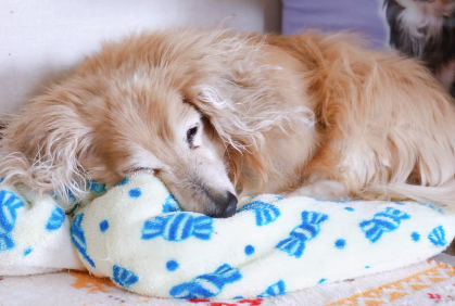 누워있는 강아지