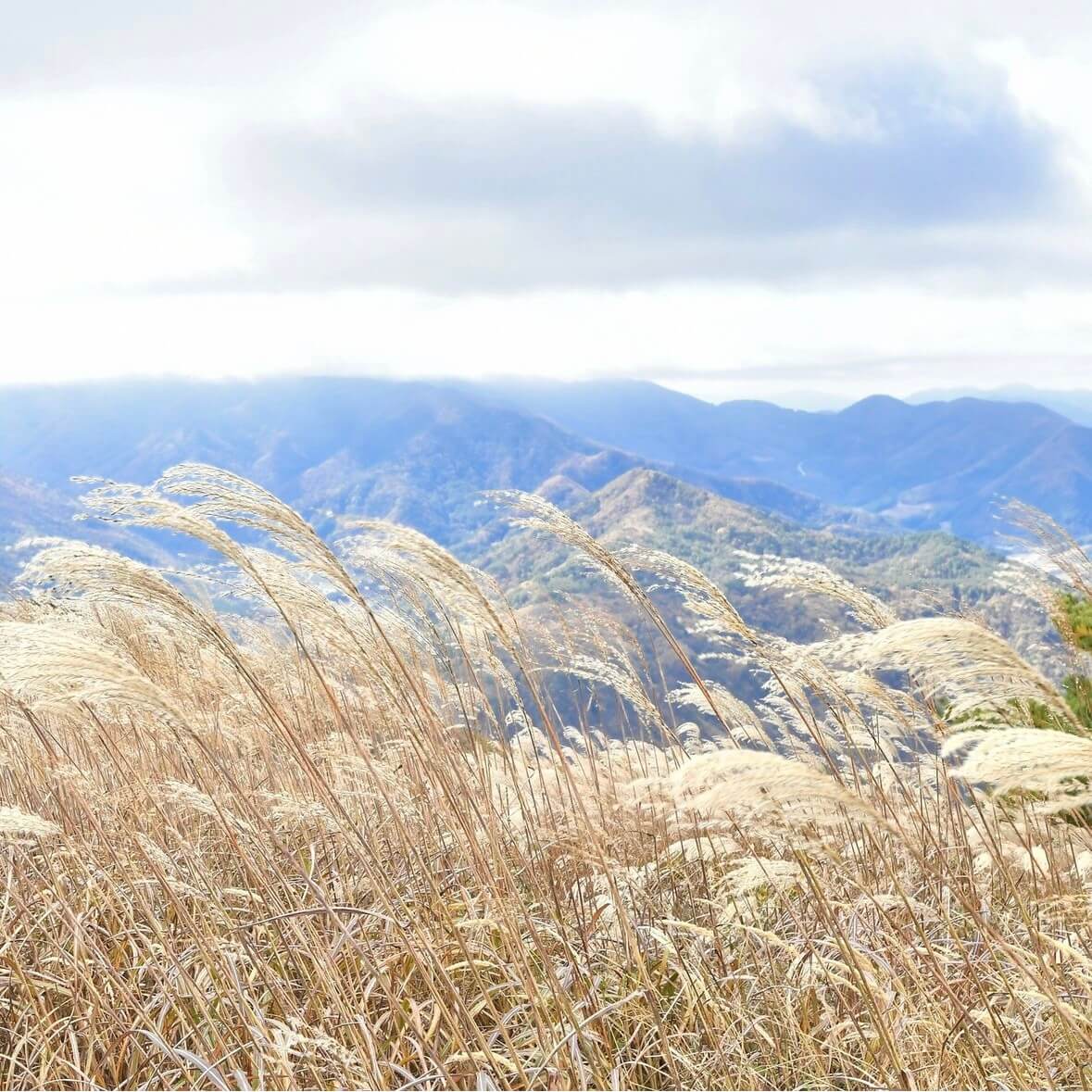 민둥산 억새꽃축제