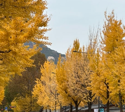 당일치기/국내/나들이/서울/청와대/사랑채