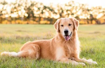 골든 리트리버 분양 가격 성격 장단점_10