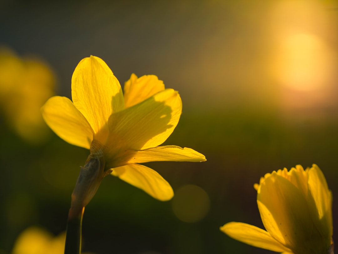 daffodil