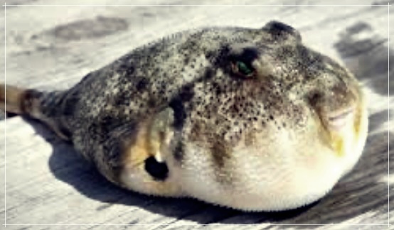 복어의 효능, 효과 그리고 부작용에 대한 자세한 분석