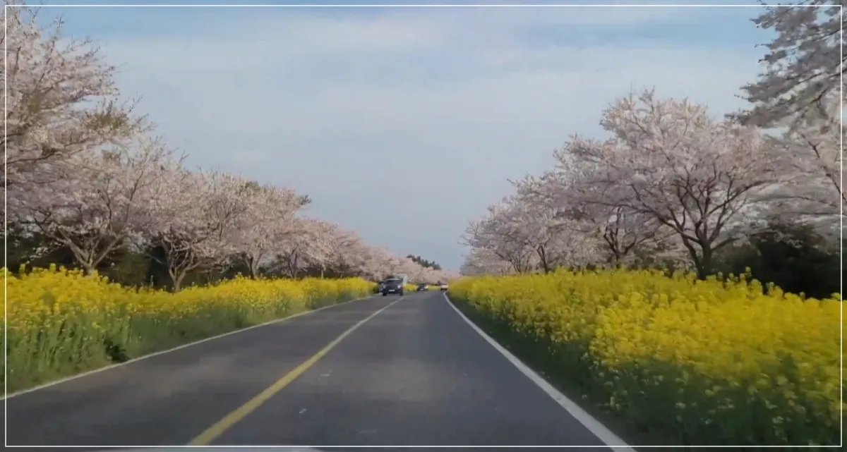 제주도-녹산로-벚꽃-유채꽃-드라이브코스