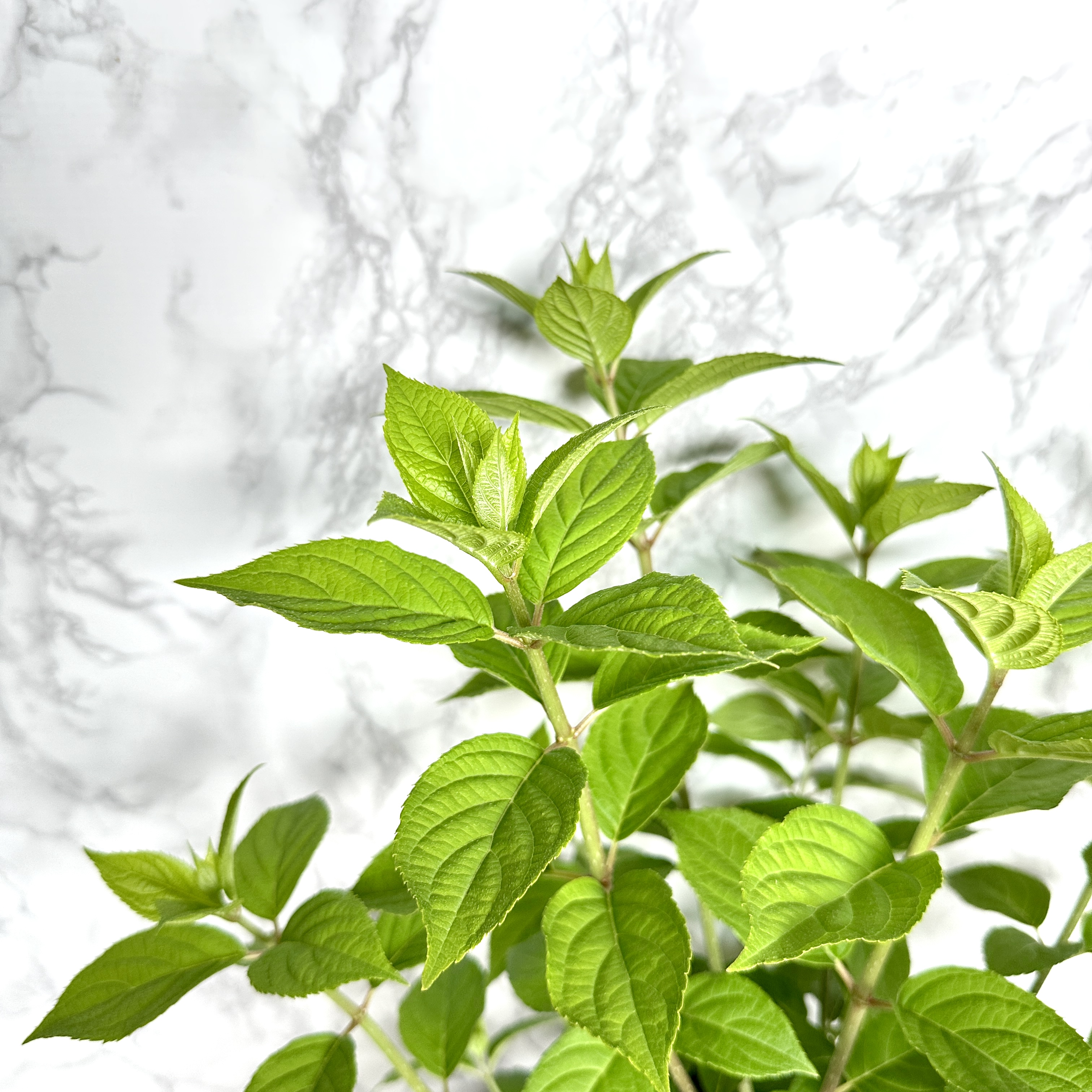 라임라이트 수국 키우기 목수국