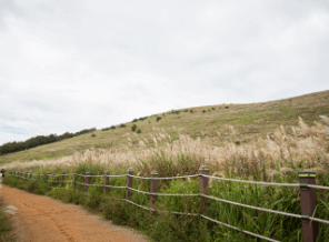 제주도 여행 가을 겨울 가볼만한 곳 오름 추천 입장료 소요시간 반려동물 동반
