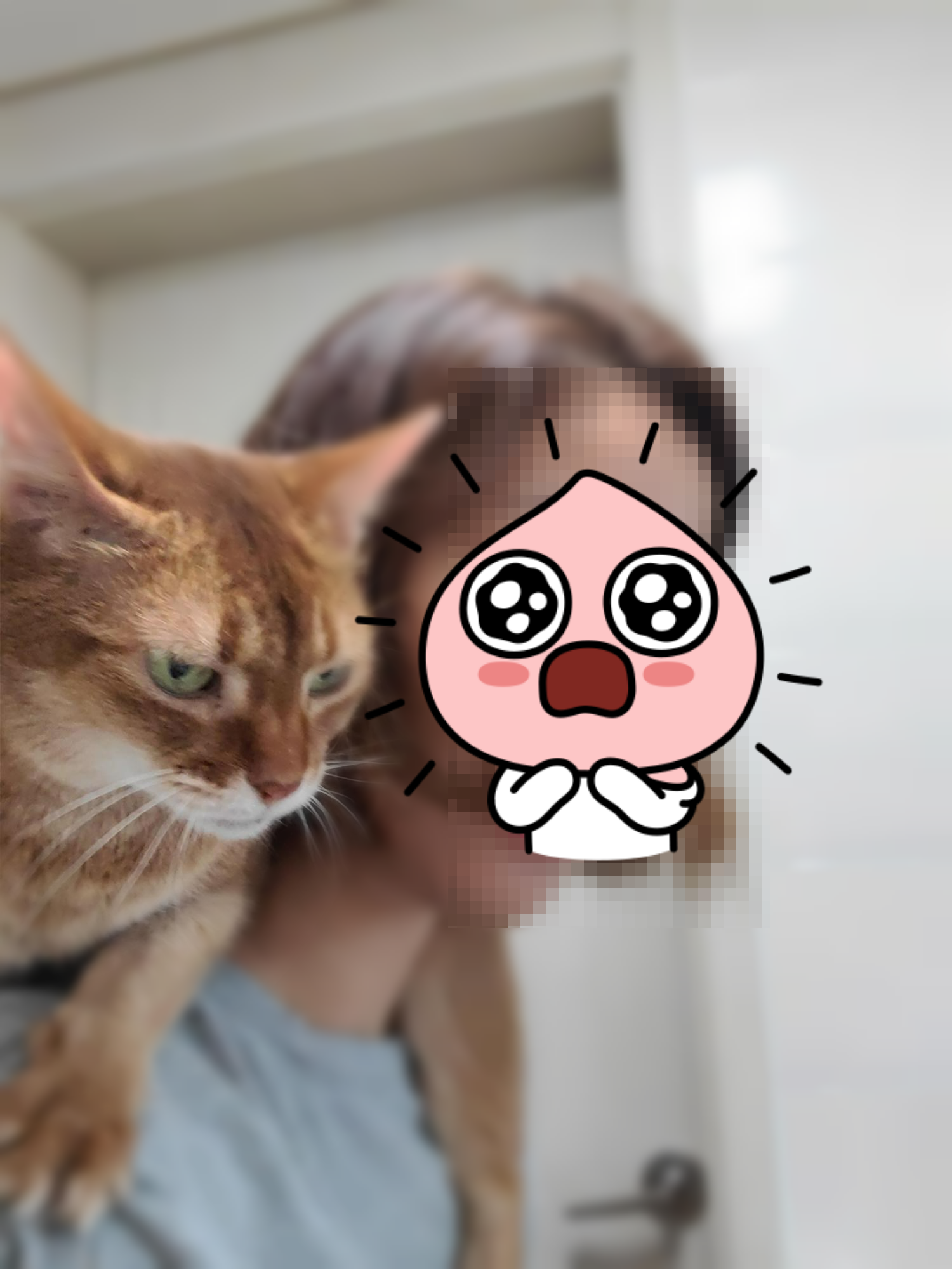 설거지할때 어깨위에 올라가는 고양이 루나는 엄마를 무한 신뢰!