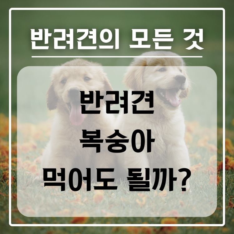반려견 복숭아 급여 가능 여부, 급여시 주의점