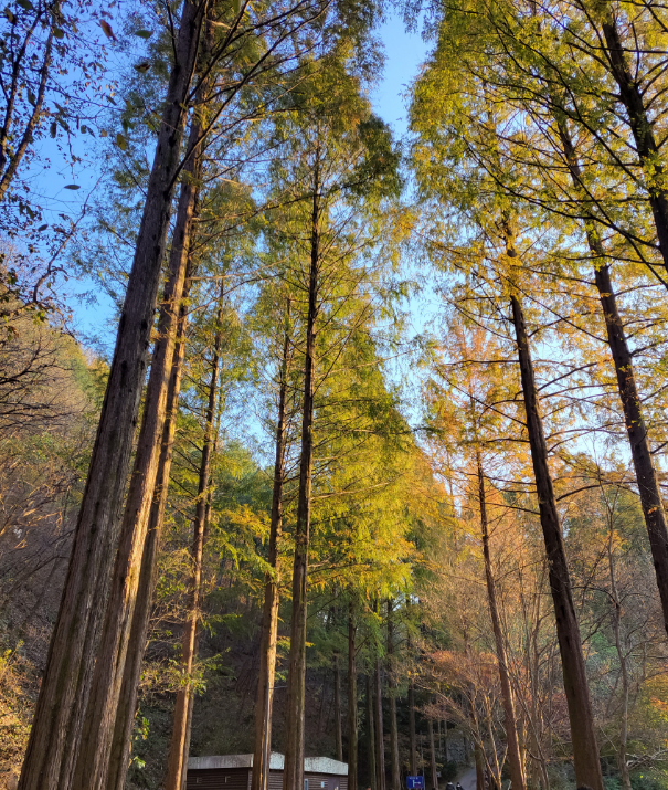 장태산 자연휴양림