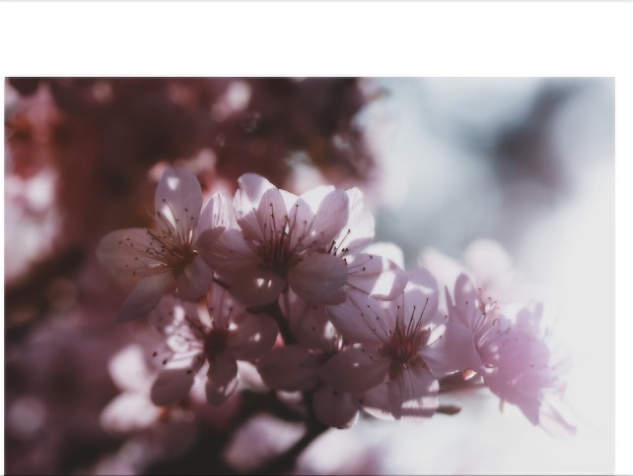 광양매화축제 주차장&amp;#44; 맛집&amp;#44; 입장료