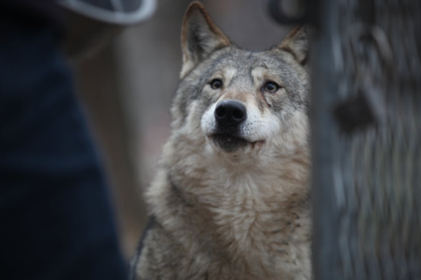 대전 오월드 늑대 탈출 '늑구' 수색 현황 총정리: 야간 드론과 생포 전략 분석