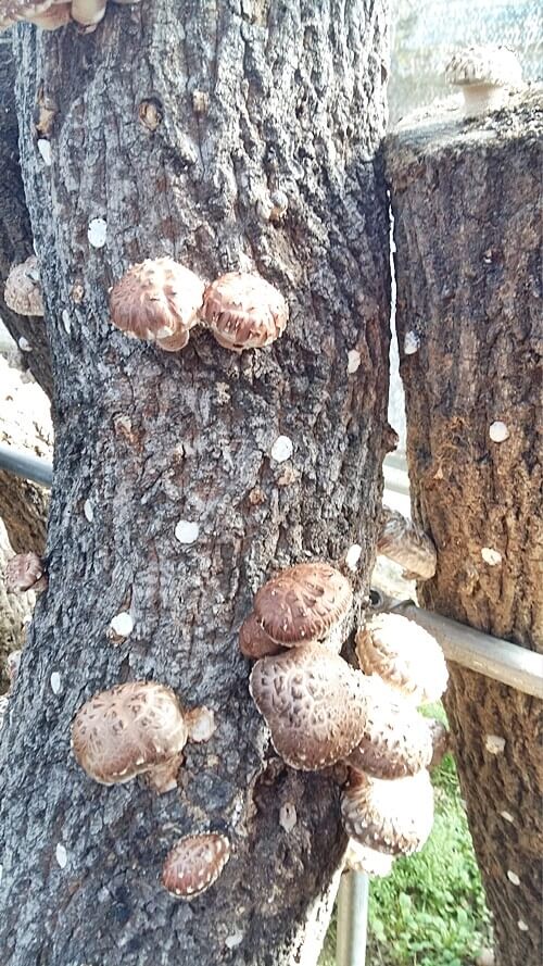 오늘N 2540회 가족이 뭐길래 드림버섯농장 표고버섯, 노루궁뎅이버섯, 녹각영지버섯까지 건강한 먹거리 주문방법