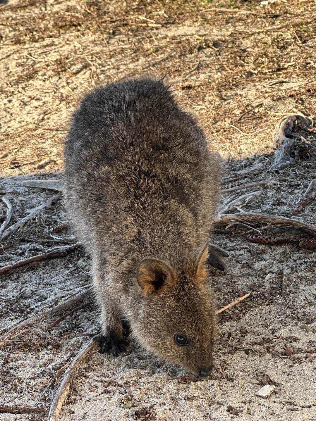 호주 퍼스 여행정보&amp;#44; 쿼카 로트네스트 섬&amp;#44; 칼바리 피나클스 투어
