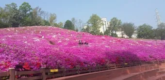 4월 넷째주 주말 봄꽃 축제 날씨_18