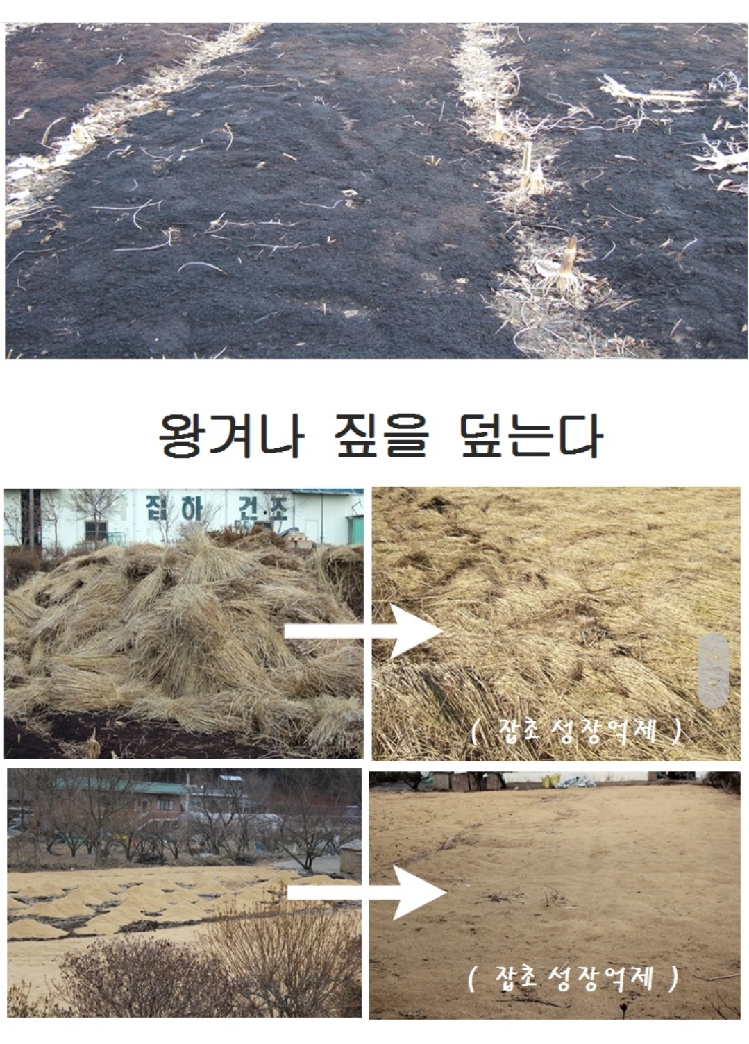 둥굴레재배방법종근예약