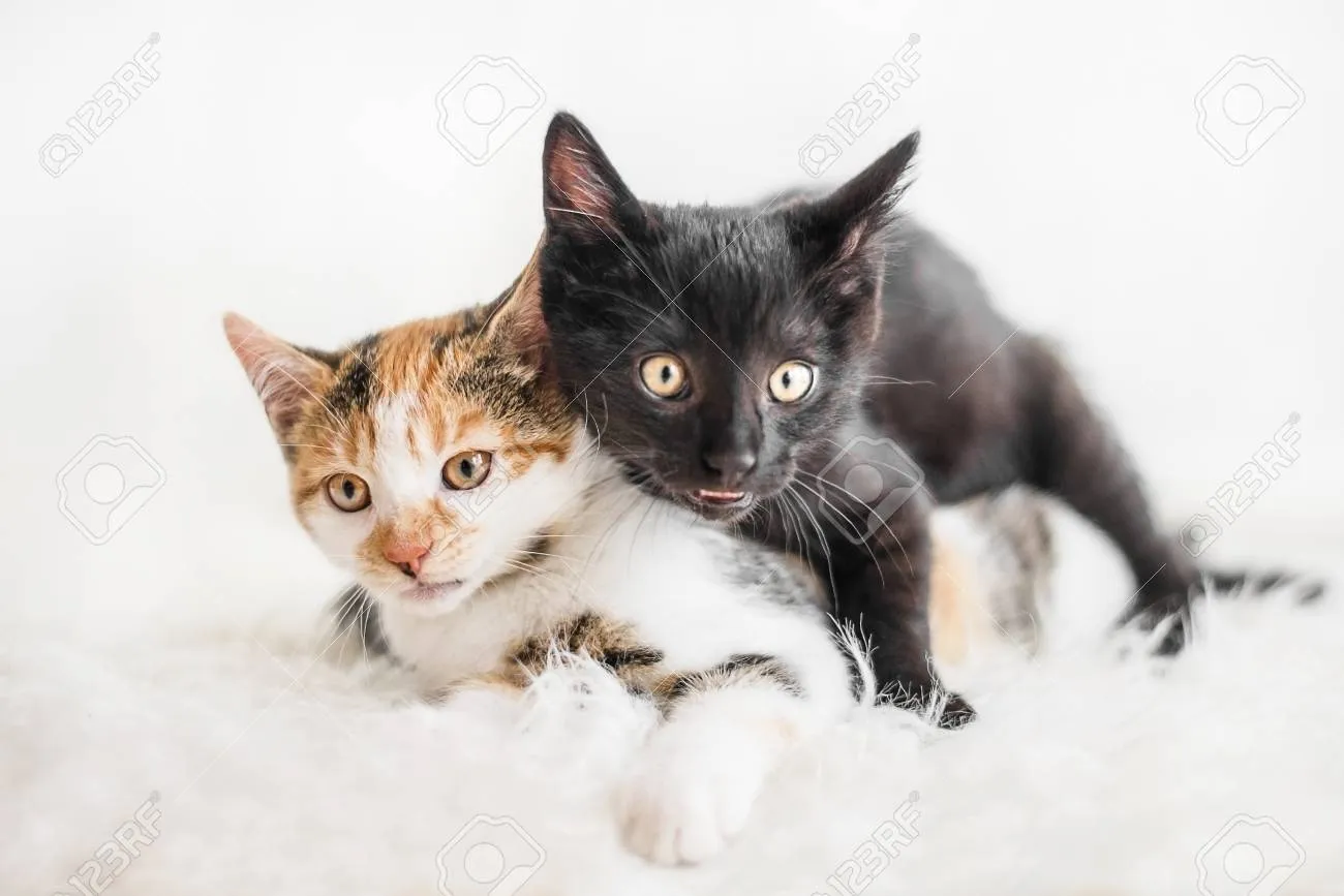 &amp;quot;고양이
